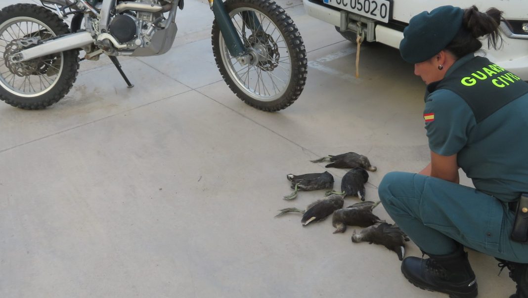 guardia