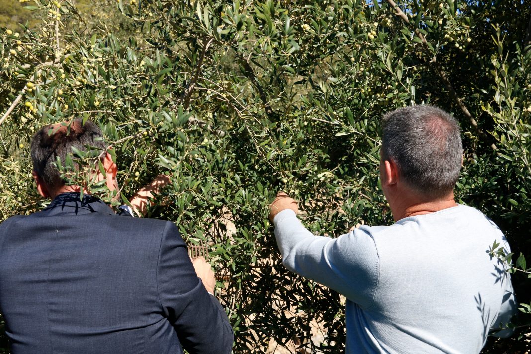 La DOP Siurana espera doblar la campanya de l'any passat i produir cinc milions de litres d'oli aquest 2025