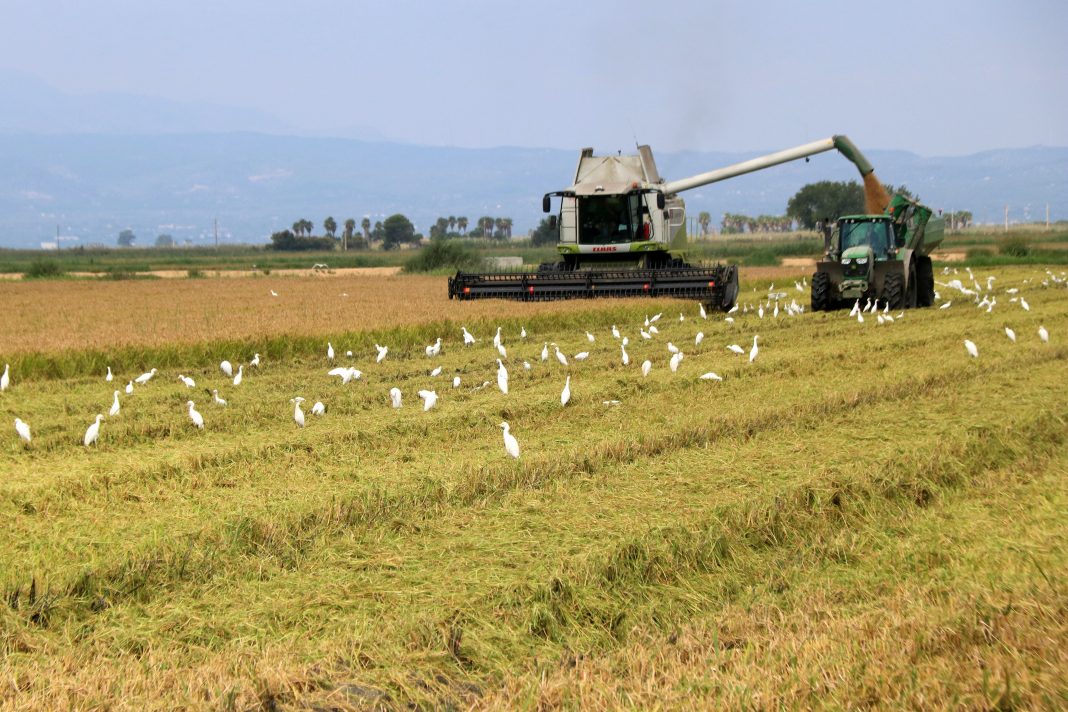 La collita de l'arròs podria augmentar un 4,4% respecte la campanya passada, igualant-se als anys 2019-2022
