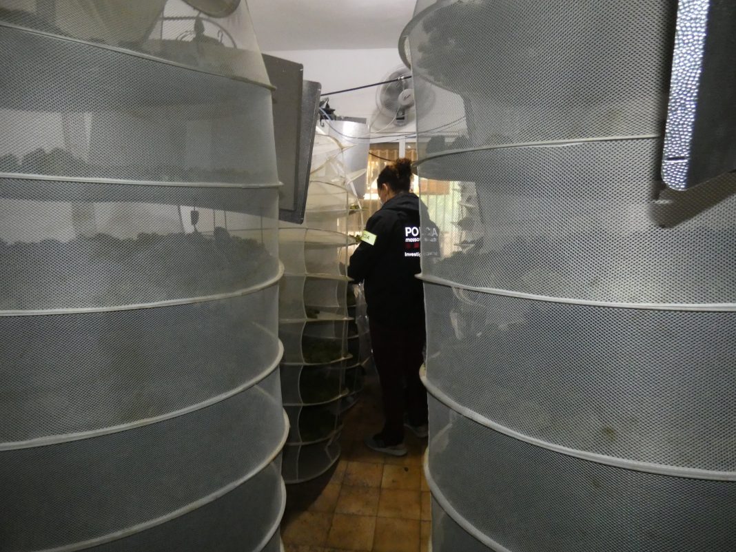 Detenen dos homes amb 200 plantes de marihuanna i 66 quilos de cabdells a Aldover